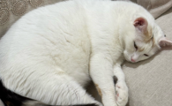 母猫突然乱拉屎