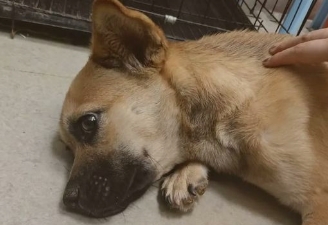 狗狗犬瘟热多久能好