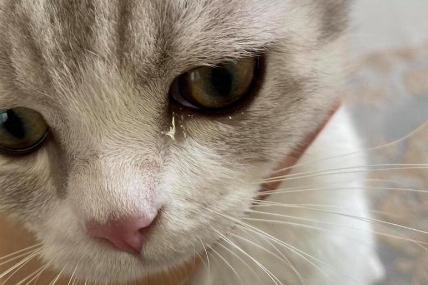 猫咪眼睛大量流泪是为什么 猫咪眼睛大量流泪是为什么