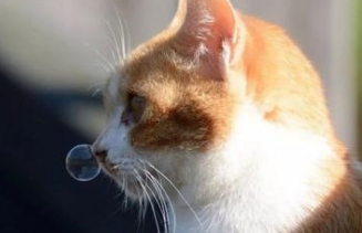 夏天猫容易感冒吗 夏天猫容易感冒吗