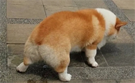 狗狗排便困难怎么回事