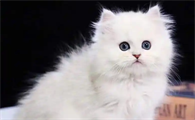 猫咪舔毛时喜欢先舔哪个部位