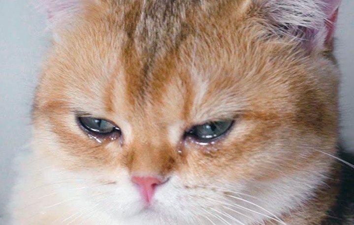 猫咪眼睛流泪能自愈吗