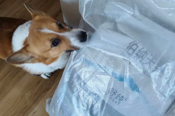 国产狗粮品牌推荐——伯纳天纯，自主创新科研，铸就行业新标杆