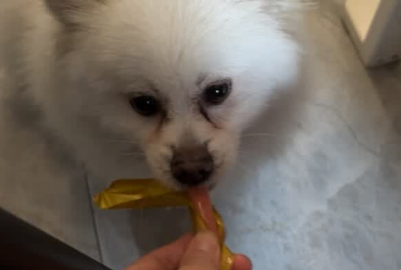 柯基可以吃什么品牌零食?力狼狗火腿肠用肉香唤醒狗狗食欲 柯基可以吃什么品牌零食?力狼狗火腿肠用肉香唤醒狗狗食欲