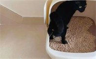 猫咪尿液颜色异常,暗示什么健康问题