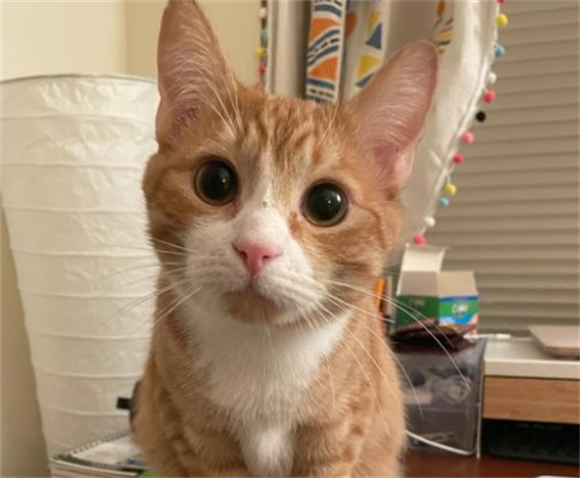 猫咪生产间隔多久一只 猫咪生产间隔多久一只