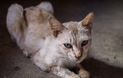 猫咪消瘦可能是哪些疾病引起的 猫咪消瘦可能是哪些疾病引起的
