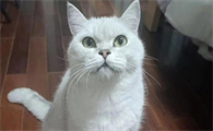 猫容易得什么病