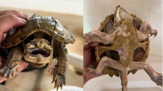 “还活着”！鳄龟被主人遗忘在箱底一年，饿得皮包骨