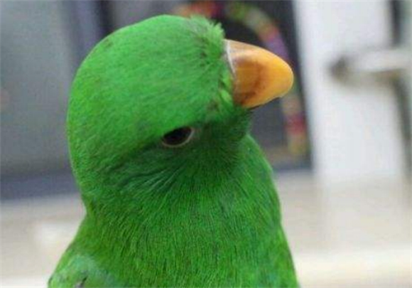 折衷鹦鹉:红绿交叉的历史 折衷鹦鹉:红绿交叉的历史