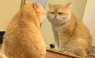 猫咪青光眼怎么治疗