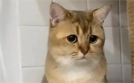 猫咪感冒会传染给另一只猫吗