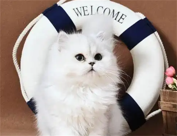 金吉拉猫：养了才知道TA是“白切黑”天花板