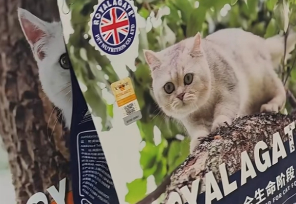 猫咪黑下巴吃什么猫粮？换皇玛生鲜无谷猫粮后孩子终于有救了