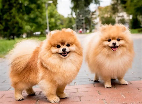 博美犬“价格”多少钱一只?你是买亏了,还是捡了大便宜? 博美犬“价格”多少钱一只?你是买亏了,还是捡了大便宜?
