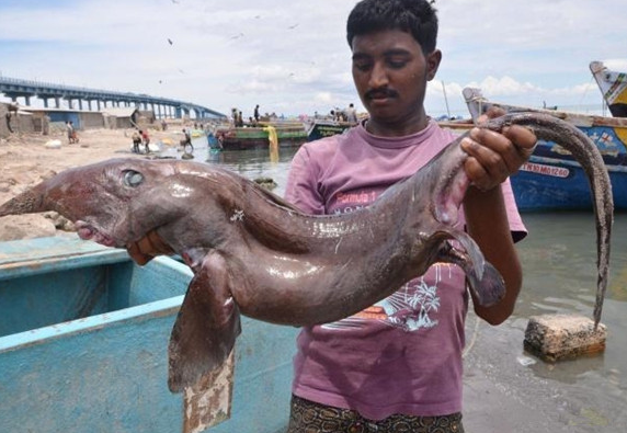 男子钓到一条怪鱼,仔细一看吓的两腿发软站不住! 男子钓到一条怪鱼,仔细一看吓的两腿发软站不住!