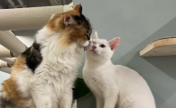 猫咪好几天不拉屎了怎么办吃什么药
