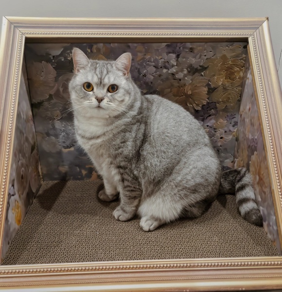 比较适合英短的猫粮品牌:皇家为“圆润贵族”定制健康密码 比较适合英短的猫粮品牌:皇家为“圆润贵族”定制健康密码