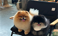 狗持续低烧怎么办呢