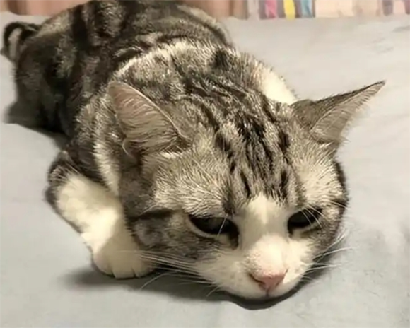 宠物猫腹水会死吗怎么治疗啊