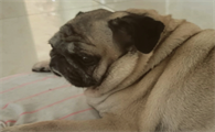 宠物狗狗肥胖气喘吃什么药啊