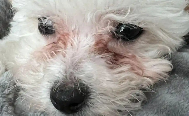 狗有泪腺是炎症吗 狗有泪腺是炎症吗