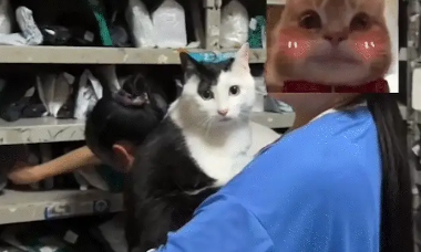 猫咪不停叫唤,主人啪啪两巴掌。网友:听声音这是实心的 猫咪不停叫唤,主人啪啪两巴掌。网友:听声音这是实心的