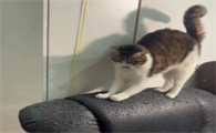 小猫乱抓家具,怎样培养磨爪好习惯