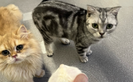 猫粪便有血是什么原因引起的