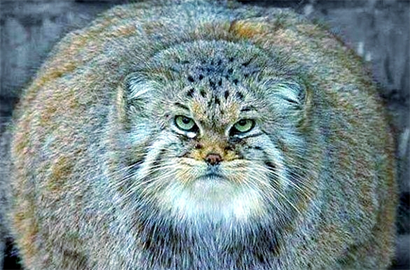 帕拉斯猫怎么训练？有这几个方法，让它更听话！
