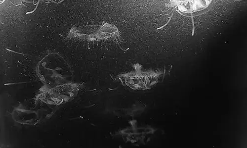 惊喜!怀宁高河发现桃花水母,生态之美引关注 惊喜!怀宁高河发现桃花水母,生态之美引关注