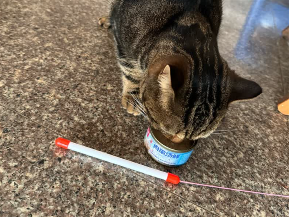 猫吃罐头好吗?宽福罐头营养配比科学,猫咪爱吃又健康 猫吃罐头好吗?宽福罐头营养配比科学,猫咪爱吃又健康