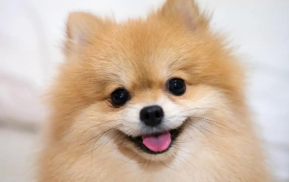 春秋季狗狗掉毛该如何护理 春秋季狗狗掉毛该如何护理