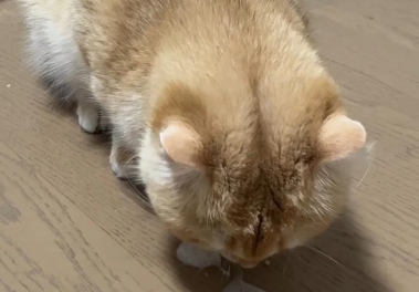 猫着凉了呕吐怎么治 猫着凉了呕吐怎么治