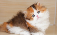 猫咪怀孕后的症状
