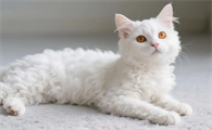 猫的智商能理解人类情绪吗