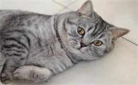 猫结核病的症状表现