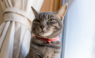 猫睡主人脚边说明什么