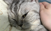 猫咪哮喘发作怎么办