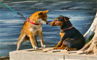 狗麻痹期和兴奋期哪个狂犬病病毒多
