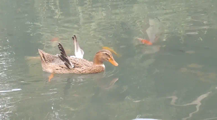 池塘里一只鸭子游泳滑稽,一只展翅高飞 池塘里一只鸭子游泳滑稽,一只展翅高飞