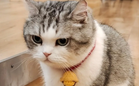 美国短毛猫:流行文化中的“国民猫”符号 美国短毛猫:流行文化中的“国民猫”符号