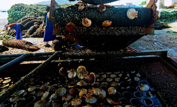 大力发展海洋牧场,烟台这里30万笼扇贝喜迎丰收 大力发展海洋牧场,烟台这里30万笼扇贝喜迎丰收