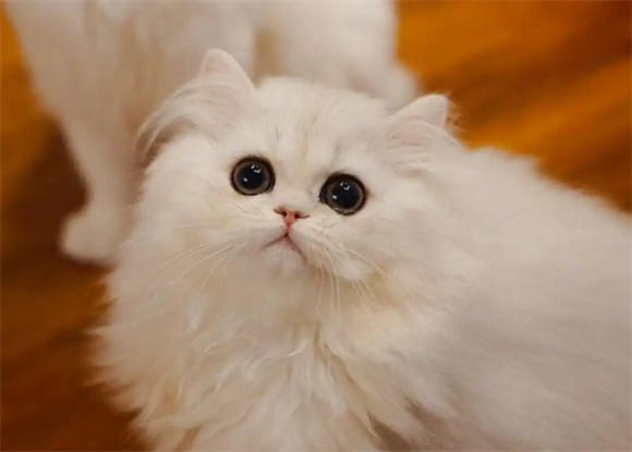 金吉拉猫掉毛很疯狂?背后有这些原因 金吉拉猫掉毛很疯狂?背后有这些原因