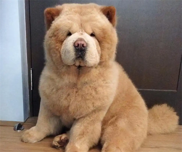 松狮犬易患疾病大盘点，科学养护远离病痛