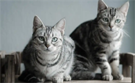 猫咪绝育手术用吸入麻醉好还是注射的好