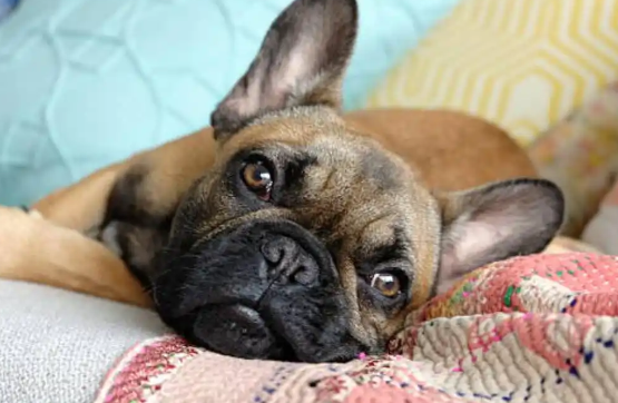 法国斗牛犬这么“奇葩”？7件你想不到的真相！