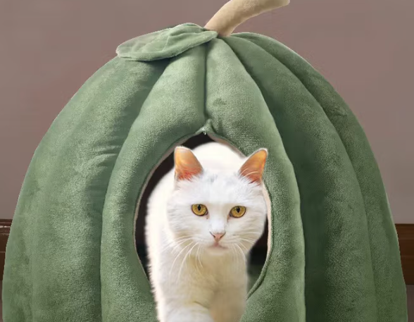 探福猫窝需要定期消毒吗 探福猫窝需要定期消毒吗