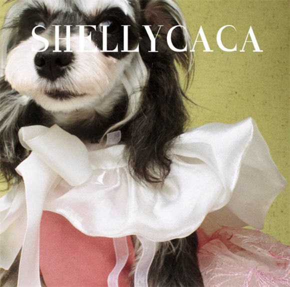 SHELLYCACA宠物服装有前景吗？从市场到产品，看其突围潜力